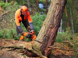 Reliable Hoquiam, WA Tree Removal and Landscaping Services Solutions